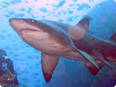 Más de 45 especies de tiburones que habitan en el Mediterráneo se encuentran en grave peligro de extinción.