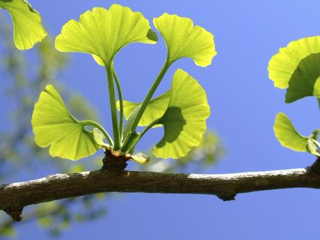 Gingko biloba: tónico cerebral y antiedad