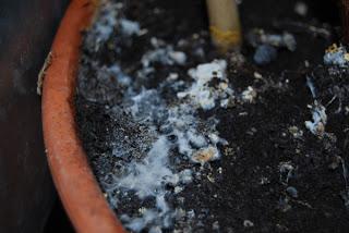 Aparicion de moho Aparicion de moho