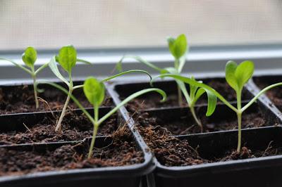 Errores a evitar con los semilleros Errores a evitar con los semilleros