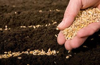 profundidad de siembra profundidad de siembra