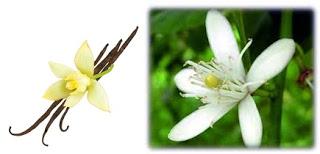 FEBRERO HUELE A…Equivalenza, 021 FEBRERO HUELE A…Equivalenza, 021