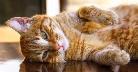 ¿Por qué mi gato tiene un extraño comportamiento felino? Explicación ¿Por qué mi gato tiene un extraño comportamiento felino? Explicación