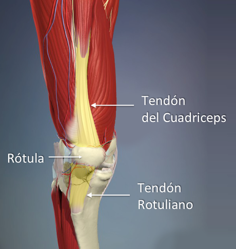 Las principales lesiones: causas y consecuencias Las principales lesiones: causas y consecuencias