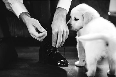 cordones-cachorro-novio-fotografo-boda-teruel