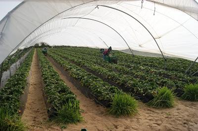 PASTA CON TOMATE PICANTE PASTA CON TOMATE PICANTE