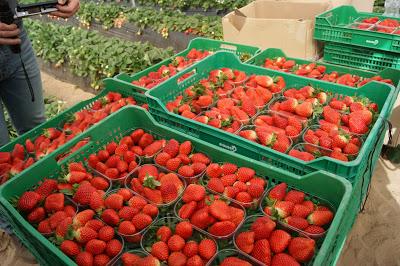 PASTA CON TOMATE PICANTE PASTA CON TOMATE PICANTE