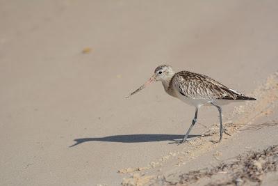 Día Mundial de Los Humedales en Fuerteventura