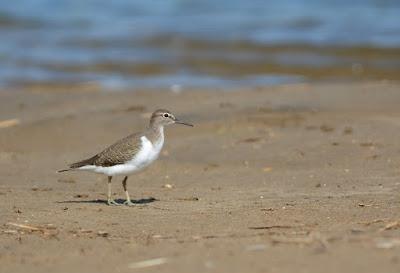 Día Mundial de Los Humedales en Fuerteventura