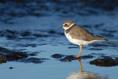 Día Mundial de Los Humedales en Fuerteventura