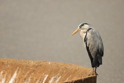 Día Mundial de Los Humedales en Fuerteventura