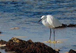 Día Mundial de Los Humedales en Fuerteventura