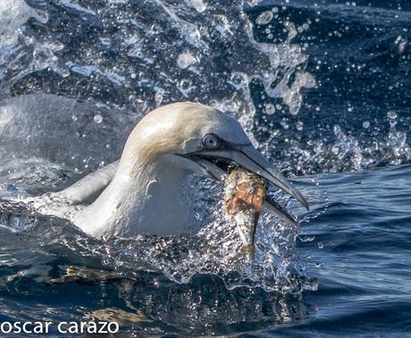 MARINAS CON LURGAIA  I (ALCATRACES)