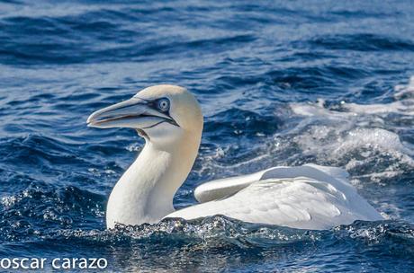 MARINAS CON LURGAIA  I (ALCATRACES)