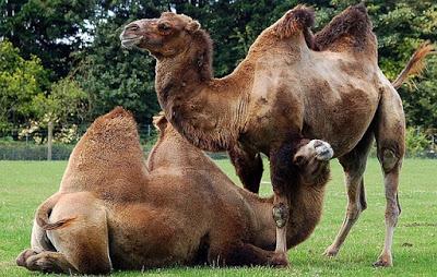 ¿POR QUÉ LOS CAMELLOS TIENEN JOROBA? ¿POR QUÉ LOS CAMELLOS TIENEN JOROBA?