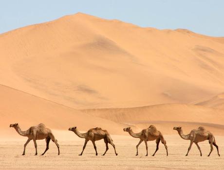 ¿POR QUÉ LOS CAMELLOS TIENEN JOROBA? ¿POR QUÉ LOS CAMELLOS TIENEN JOROBA?
