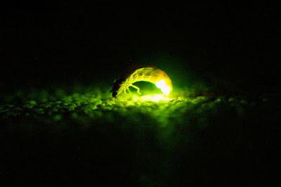 Imágen de Luciérnaga emitiendo luz.