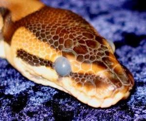¿Por qué las serpientes cambian o mudan de piel?