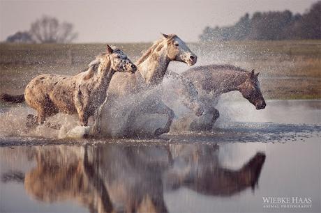 Wiebke Haas: imágenes que capturan la belleza y elegancia de los caballos