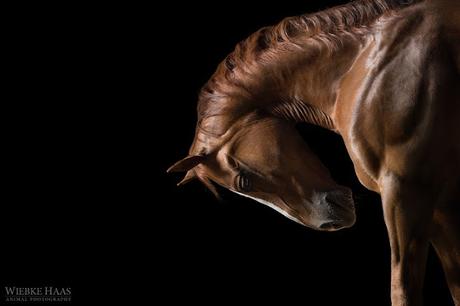 Wiebke Haas: imágenes que capturan la belleza y elegancia de los caballos