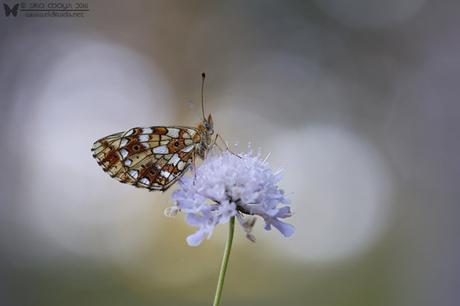 Boloria selene con Focus Stacking