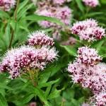 Valeriana , sus propiedades y beneficios