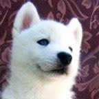 Ocho Relatos de Fantasía by Melisa S. Ramonda (reseña) Ocho Relatos de Fantasía by Melisa S. Ramonda (reseña)