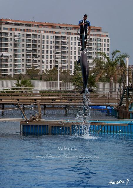 VALENCIA: CIUDAD DE LAS ARTES Y LAS CIENCIAS. PARTE IV: L´OCEANOGRÀFIC (II)