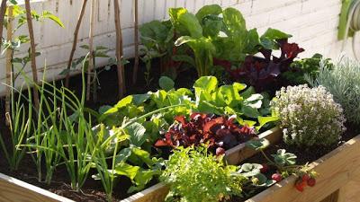 Qué Sembrar en Marzo Qué Sembrar en Marzo