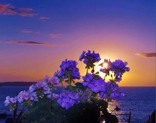 HAGO UN ALTO EN LA NOCHE... HAGO UN ALTO EN LA NOCHE...