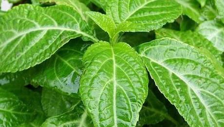 6 Fantasticos Remedios Caseros para Blanquear los Dientes 6 Fantasticos Remedios Caseros para Blanquear los Dientes