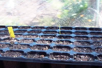 Cómo hacer un semillero de Tomates Cómo hacer un semillero de Tomates