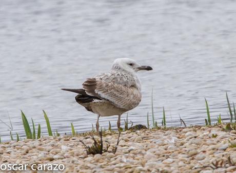 GAVIOTA CASPICA LARUS CACHINANS EN SALBURUA