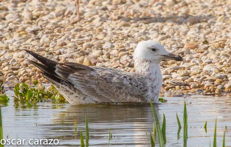 GAVIOTA CASPICA LARUS CACHINANS EN SALBURUA