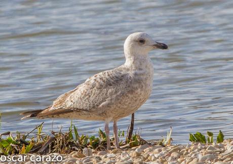 GAVIOTA CASPICA LARUS CACHINANS EN SALBURUA