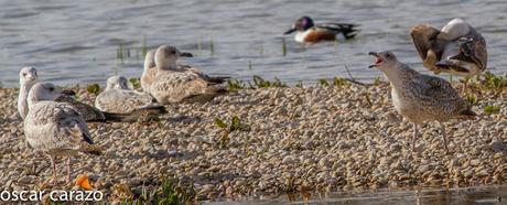 GAVIOTA CASPICA LARUS CACHINANS EN SALBURUA