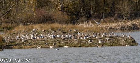 GAVIOTA CASPICA LARUS CACHINANS EN SALBURUA