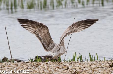 GAVIOTA CASPICA LARUS CACHINANS EN SALBURUA