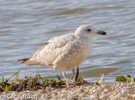 GAVIOTA CASPICA LARUS CACHINANS EN SALBURUA