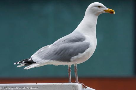 Birds Denmark-Aves de Dinamarca. ( Turismo y aves )