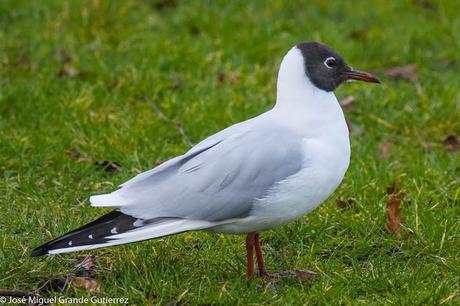 Birds Denmark-Aves de Dinamarca. ( Turismo y aves )