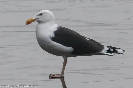 Birds Denmark-Aves de Dinamarca. ( Turismo y aves )