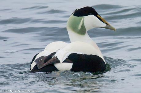 Birds Denmark-Aves de Dinamarca. ( Turismo y aves )