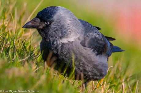 Birds Denmark-Aves de Dinamarca. ( Turismo y aves )