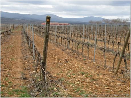 Más viñedo y bodega al fondo