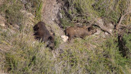 Jabalís en el Parc del Garraf Jabalís en el Parc del Garraf