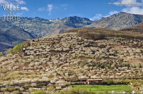 Primavera y Cerezo en Flor en el Valle del Jerte