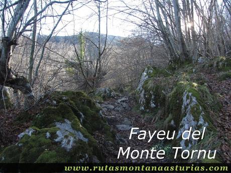 Fayeu del Monte Tornu