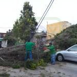 Fuertes vientos derriban árboles y postes en San Luis Potosí Fuertes vientos derriban árboles y postes en San Luis Potosí