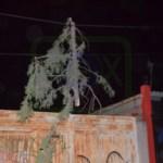 Fuertes vientos derriban árboles y postes en San Luis Potosí Fuertes vientos derriban árboles y postes en San Luis Potosí